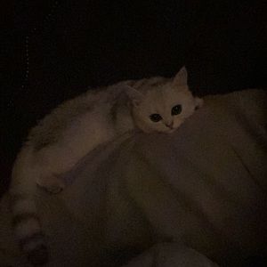 Meet your Posher, Ashley